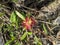 A close up Melaleuca citrina. Also called as the common red bottlebrush, crimson bottlebrush, or lemon bottlebrush